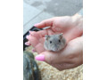 skrecok-small-0
