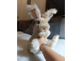 anglicka-angora-small-0