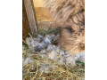 anglicka-angora-small-1