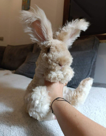 anglicka-angora-big-0
