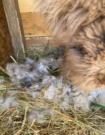 anglicka-angora-big-1