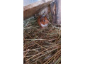predam-morske-prasiatko-samicku-small-0