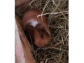 predam-morske-prasiatko-samicku-small-1