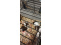predam-morciatka-small-0