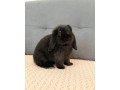 minilop-kralik-small-1