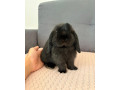 minilop-kralik-small-2