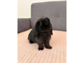 minilop-kralik-small-0