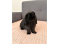 minilop-kralik-small-3