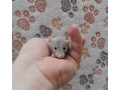 potkaniky-s-pp-small-0
