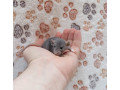 potkaniky-s-pp-small-4