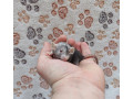 potkaniky-s-pp-small-2