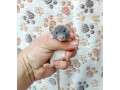 potkaniky-s-pp-small-3