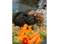 skinny-morciatka-small-4