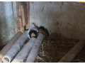 morcata-small-3