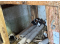 morcata-small-1