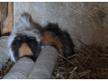 morcata-small-4