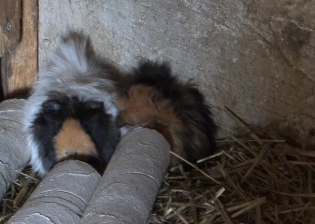 morcata-big-4