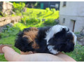 predam-morca-small-0