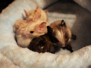 osmak-degu