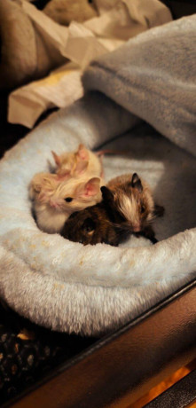 osmak-degu-big-0