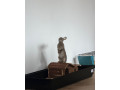 zajac-small-2