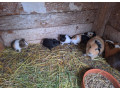 predam-morcata-small-0