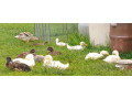 mlade-indicke-bezce-kacice-small-0