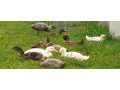 mlade-indicke-bezce-kacice-small-2
