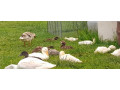 mlade-indicke-bezce-kacice-small-1