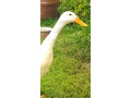 indicke-bezce-small-0