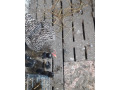 kuriatka-s-kvockou-small-1