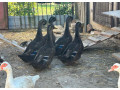 ruanske-kacice-ruansky-kacer-small-0