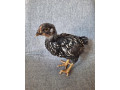 sliepocky-wyandotky-strieborno-cierno-lemovanej-velka-forma-small-0