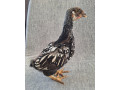 sliepocky-wyandotky-strieborno-cierno-lemovanej-velka-forma-small-1