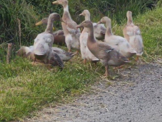 kacky