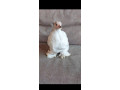 kocinky-bantam-small-1
