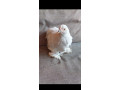 kocinky-bantam-small-0
