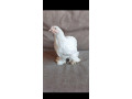 kocinky-bantam-small-2