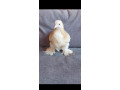 kocinky-bantam-small-3