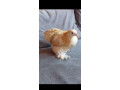 kocinky-bantam-small-4