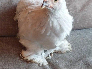 kocinky-bantam