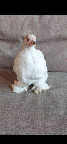 kocinky-bantam-big-1