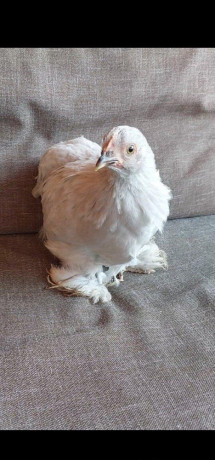 kocinky-bantam-big-0