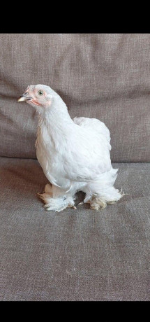 kocinky-bantam-big-2