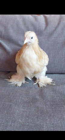 kocinky-bantam-big-3