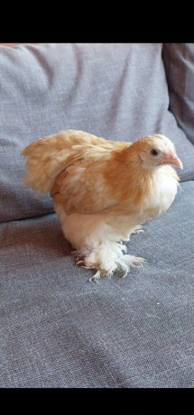 kocinky-bantam-big-4