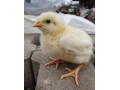 predam-brojlerove-kurcata-10-dnove-ross-308-small-0