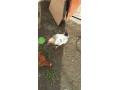 predam-kohutov-small-0
