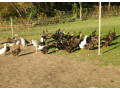 predam-ruanske-kacky-a-kacicky-nasadove-vajicka-small-2