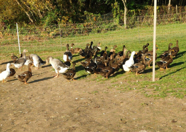 predam-ruanske-kacky-a-kacicky-nasadove-vajicka-big-2